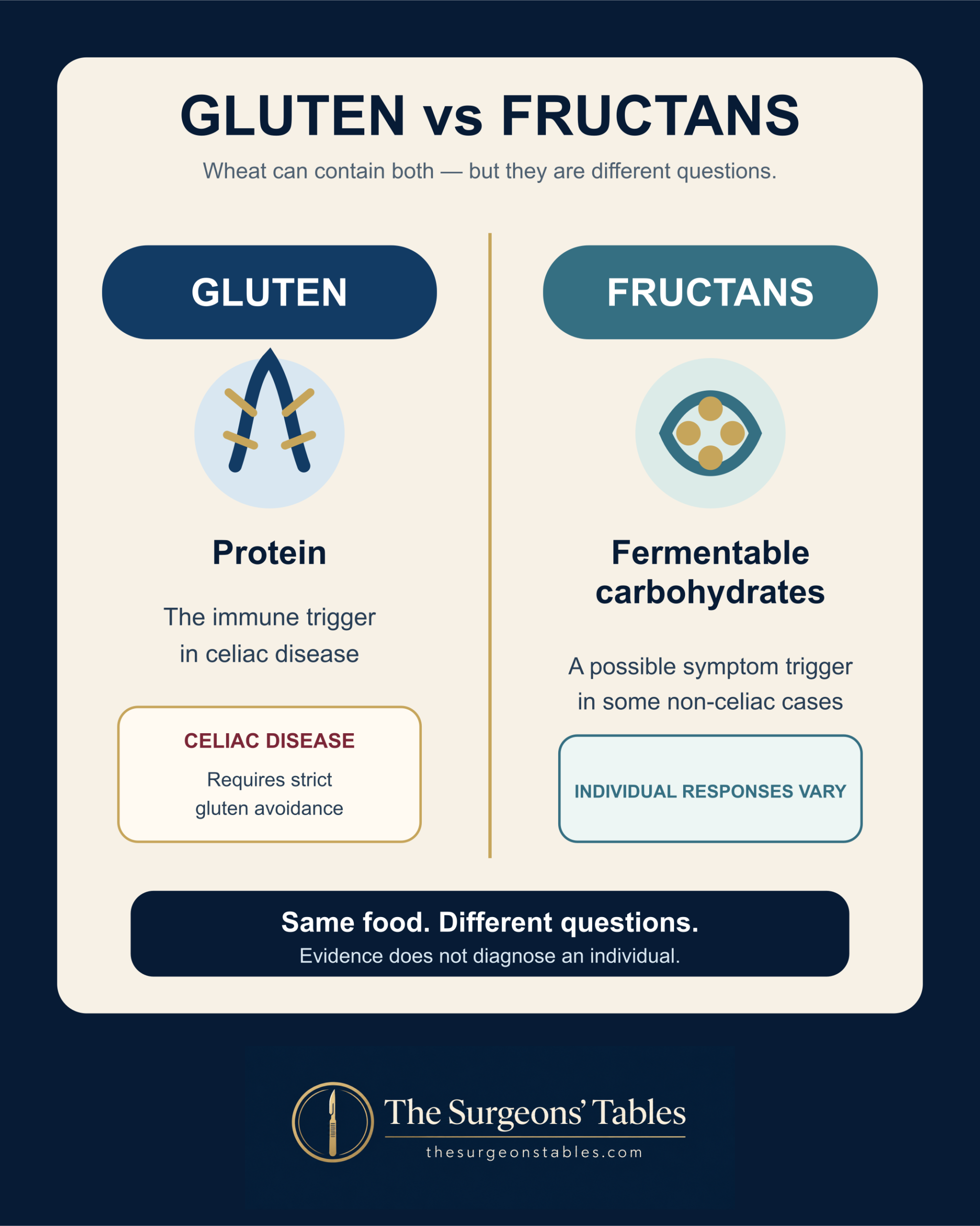 Comparison graphic explaining that gluten is a protein and celiac trigger, while fructans are fermentable carbohydrates that may trigger symptoms in some non-celiac cases.